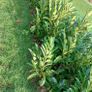 Laurel Hedging Image 2