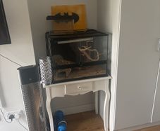 Reptile tank