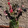 vase/ flowers Image 2