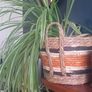 Spider plant 18cm pot Image 2