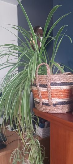 Spider plant 18cm pot