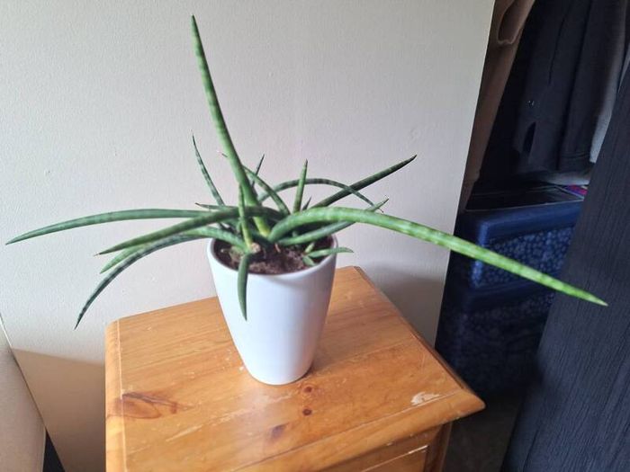 African Spear Plant in Ceramic Pot