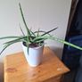 African Spear Plant in Ceramic Pot Image 4