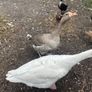 Beautiful pair of geese Image 3
