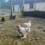 11 week old lavender pekin roosters Image 2