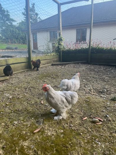11 week old lavender pekin roosters