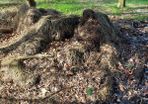 Free Farmyard Manure
