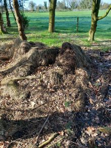 Free Farmyard Manure