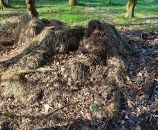 Free Farmyard Manure