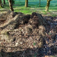 Free Farmyard Manure