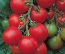 (T) Tomato Tolstoi F1 seeds (20s) (123926)