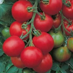 (T) Tomato Tolstoi F1 seeds (20s) (123926)