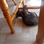 Kittens Image 3