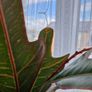 Croton Image 4