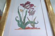 Framed Print Of Flower Still Life.
