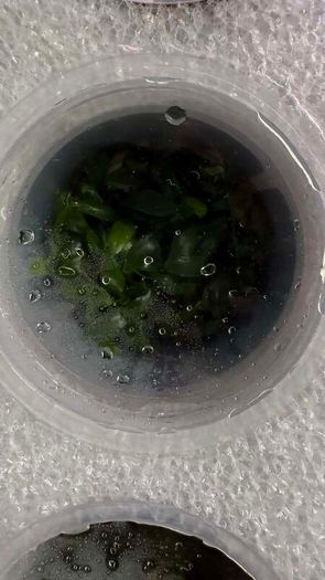 Aqua-Art Bucephalandra, Anubias ect aquarium in vitro plants