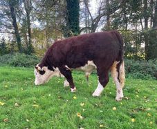 Hereford Bull