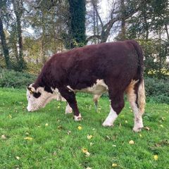Hereford Bull