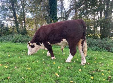 Hereford Bull