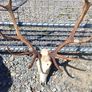 red stag Image 7