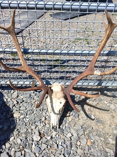 red stag