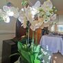 orchid. flower Image 9