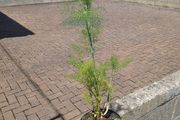 Fennel