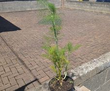 Fennel