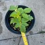 plant Image 2