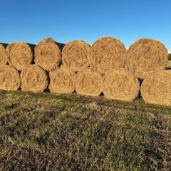 Hay