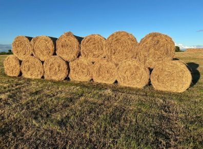 Hay