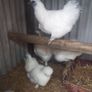 Purebred Silkie Bantam Chicks Image 4
