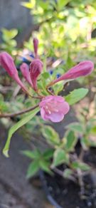 Variegated Wiegela