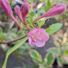 Variegated Wiegela