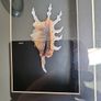 Seashell pictures Image 8