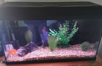 Juwel fish tank