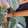 Monstera Albo Variegata Image 4