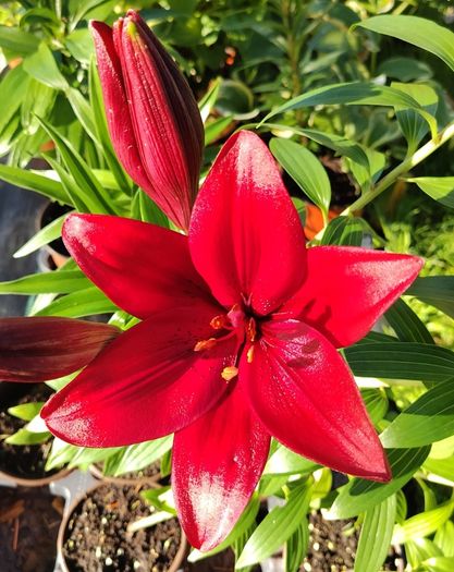 Red Tree Lily