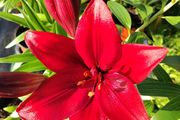 Red Tree Lily