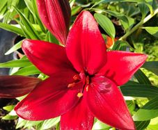 Red Tree Lily