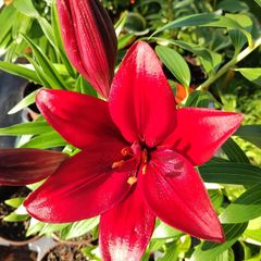 Red Tree Lily