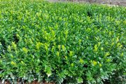 Box Hedging