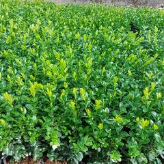 Box Hedging