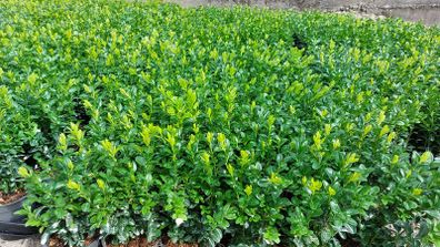 Box Hedging