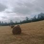 Round bales of hay Image 2