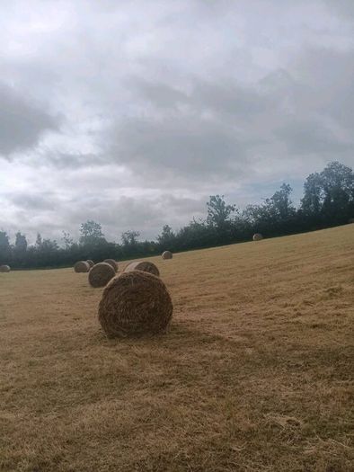 Round bales of hay
