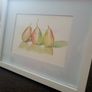 Original Watercolour Still Life - Three Pears - Framed Artist Artwork Image 3
