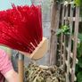 Garden brush Image 4