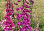 Foxglove Seeds / Foxglove Plants