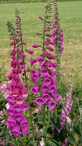 Foxglove Seeds / Foxglove Plants